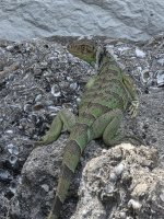 iguana_05042026_02_sm.jpg