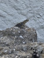 Peters rock agama female 01_sm.jpg