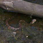 cottonmouth3.jpg