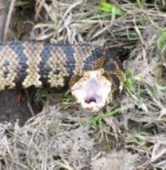cottonmouth 2.jpg