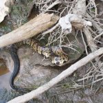 cottonmouth.jpg