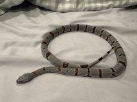 IMG_4642.jpeg