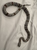 IMG_4641.jpeg
