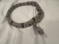 IMG_4644.jpeg