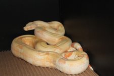 IMG_1345.JPG