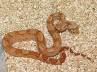 T Positive IMG Hypo Female #4 (1).JPG