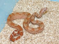 T Positive IMG Hypo Female #4 (3).JPG
