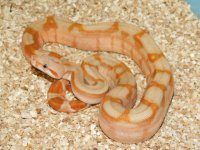 T Positive Fire Male #6 (1).JPG
