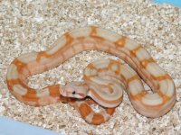 T Positive Fire Male #6 (2).JPG