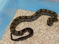 Motley Het Bea Female #3 (2).JPG