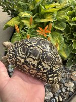 IMG_6896.jpeg
