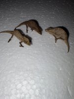 IMG_0389.jpeg