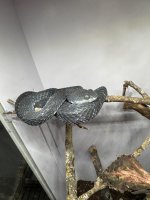 IMG_1916.jpeg