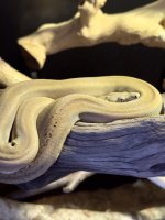 IMG_8119.jpeg
