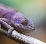 GalileoxSabrinaFemale4.17.2.jpg