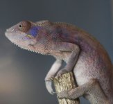 GalileoxSabrinaFemale4.17.jpg
