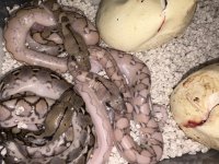 RETIC.jpg