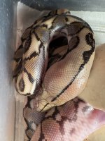 RETIC2.jpg