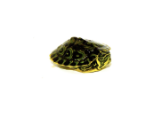 Yellow bellied slider.png