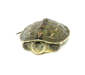 Golden Thread Turtle.png