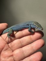 IMG_1041.jpeg