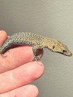 IMG_1043.jpeg