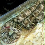 cb24hethybinoma.jpg