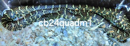 cb24quadbigm.jpg