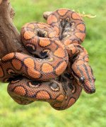 IMG_0393.jpeg