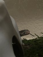 IMG_0154.jpeg