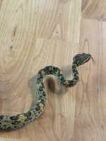 IMG_1243.jpeg