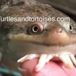Kimberley-Long-Neck-Turtle-Chelodina-walloyarrina-CB-2021-4.jpeg