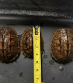 IMG_2294.jpeg