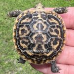 D406670F-0023-4F8C-9131-97AAF2771DFC-768x768.jpeg