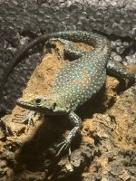 IMG_1409.jpeg