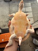 IMG_0400.jpeg