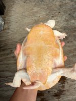 IMG_0399.jpeg