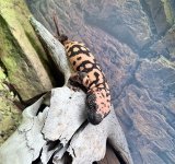 IMG_0539.jpeg