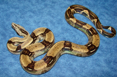 Peppercorn Sire.png