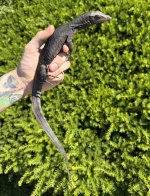 IMG_7167.jpeg