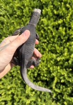 IMG_7168.jpeg