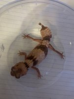 gecko2.jpg