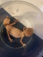 gecko1.jpg