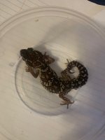 gecko3.jpg