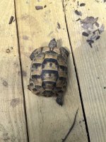 IMG_3406.jpeg