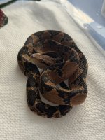 IMG_4067.jpeg