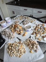 shells sanibel 2026 01.jpg