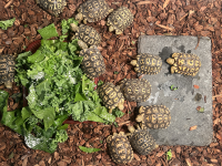 baby-torts-1.png