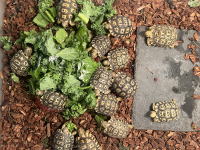 baby-torts-2.png