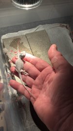 IMG_2232.jpeg